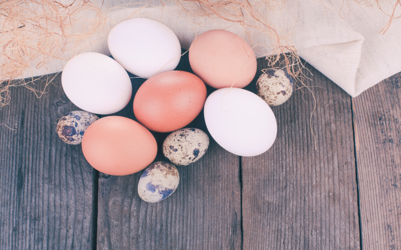 eggs investment diversification